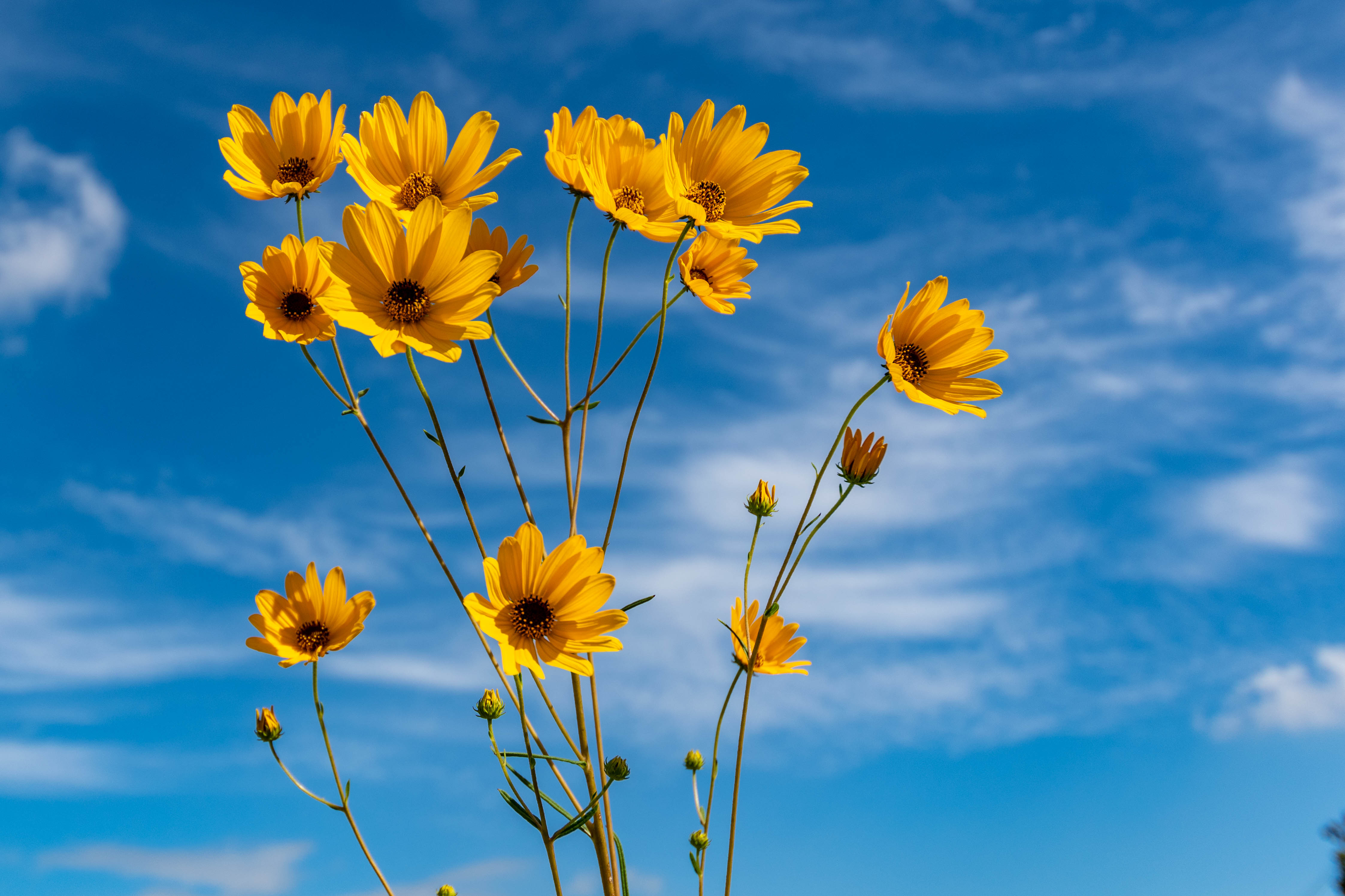 Seabrook Prairie 1[42]